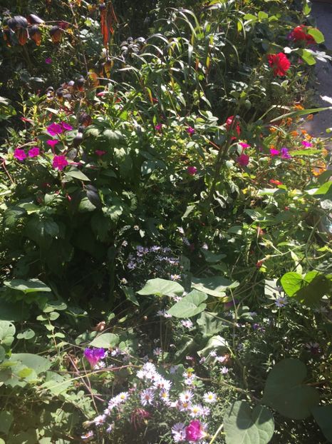 E4827952-EBC7-49FC-A64B-CAD4EA744610 - Octombrie