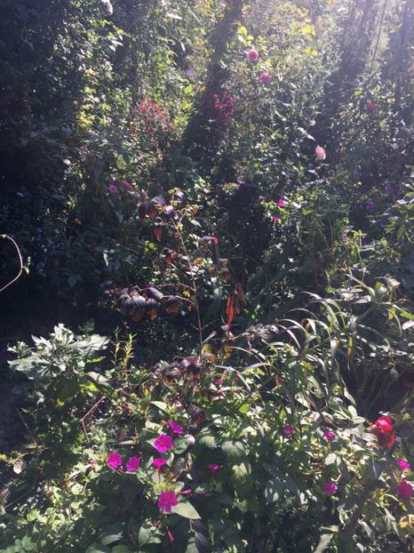 A1F1639F-DA18-498C-8D05-2A0BA8B5A1A7 - Octombrie