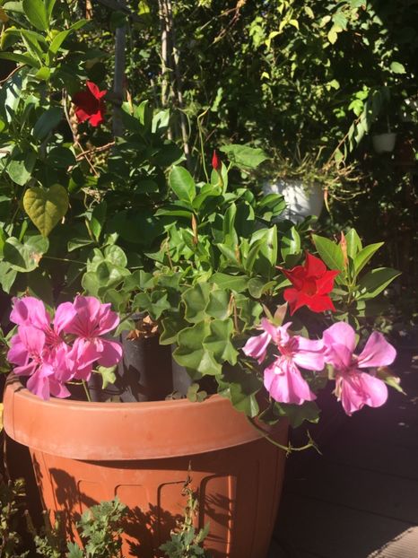 414EF9E1-BD78-4729-8DD8-97C1E2D4465D - Muscate 2018