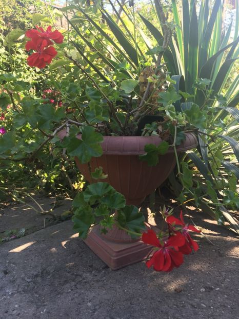 A7F068E6-1C80-4AC3-AA40-EFDE0E0C3960 - Muscate 2018