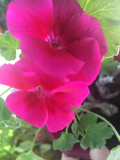 C2F870B7-E24C-41CF-82F9-344261FB5791 - Muscate 2018