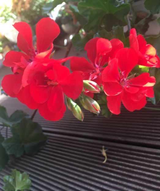 AA32AAC7-0048-4913-A902-0A3D5F990A48 - Muscate 2018