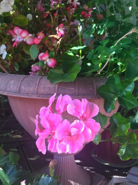 9405906C-E143-460A-9A79-37951F6C58EC - Muscate 2018