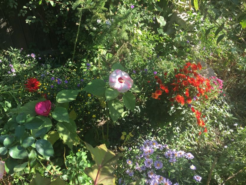 837097CE-4F4C-44CE-BA33-28BB049C5D54 - Crizanteme 2018