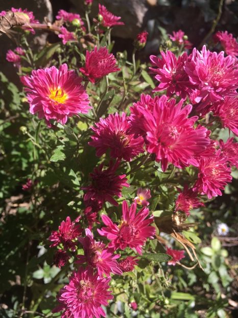 1FC08E13-548E-4394-9510-3B221AC3B12A - Crizanteme 2018