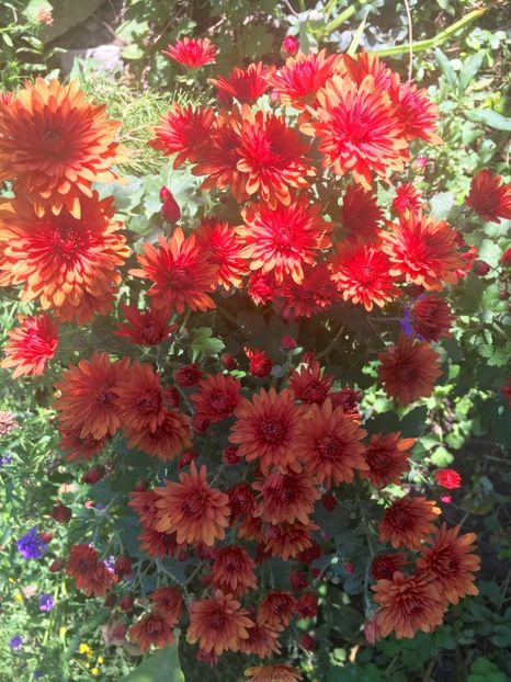 595479C4-3F6D-4338-AC8B-DA6A6FBCAE86 - Crizanteme 2018