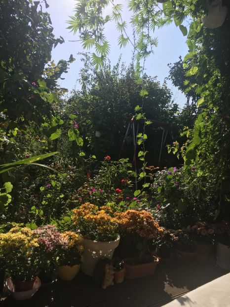 8EAC3B9B-5CA7-41E2-A000-914F30F286F8 - Crizanteme 2018