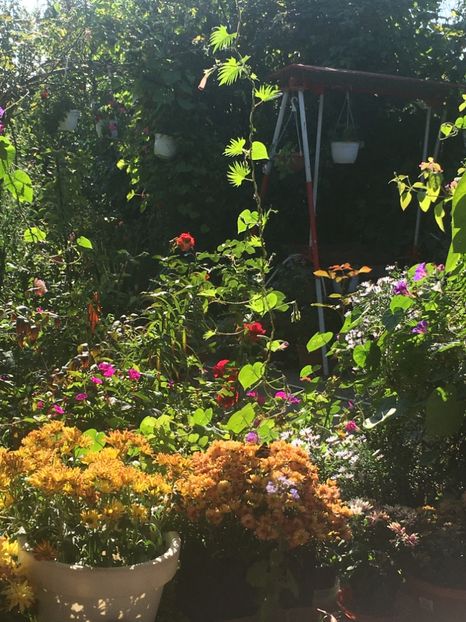 DC5AEDFF-81A5-419D-B897-D7F1F4ACDC32 - Crizanteme 2018