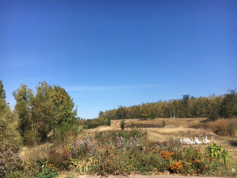 61F1595A-EF22-48C9-ABFC-52F8F6E328DA - Flori la balta 2