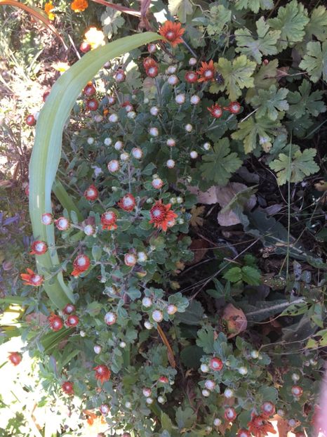 948697AF-D96D-4A7E-A36B-B17DBA07EC2F - Flori la balta 2