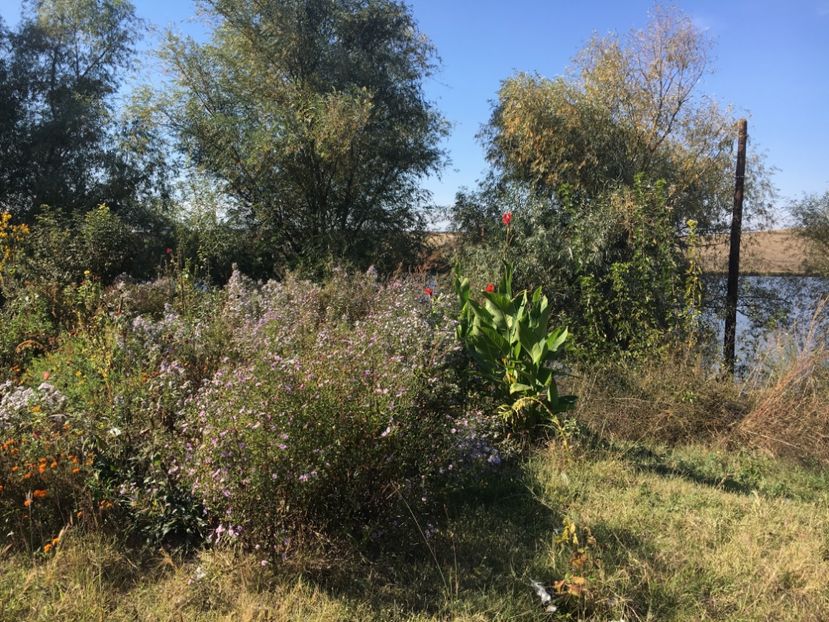 9711E260-FBBD-4309-8A8A-2F5A6FC88145 - Flori la balta 2