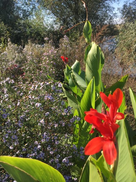 57DF8D57-D9FF-422C-9C2E-2AA6C62B7609 - Flori la balta 2