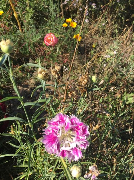 82FD0F3A-E5C9-4AE4-8FF1-202660FD9B30 - Flori la balta 2