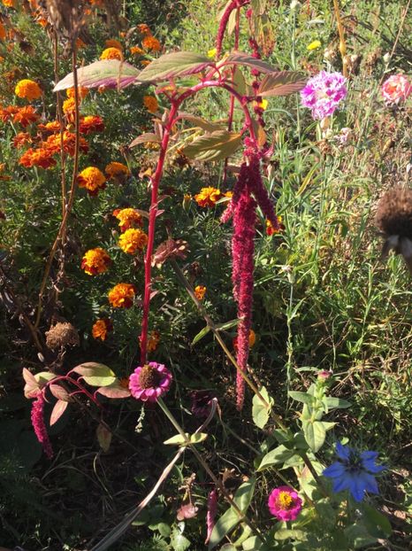 F5796BE5-AFB6-4B43-B5BA-E47BBEB70C70 - Flori la balta 2