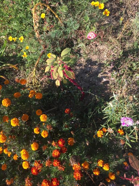 C2CA98B7-3D11-4389-86E0-D38676177719 - Flori la balta 2