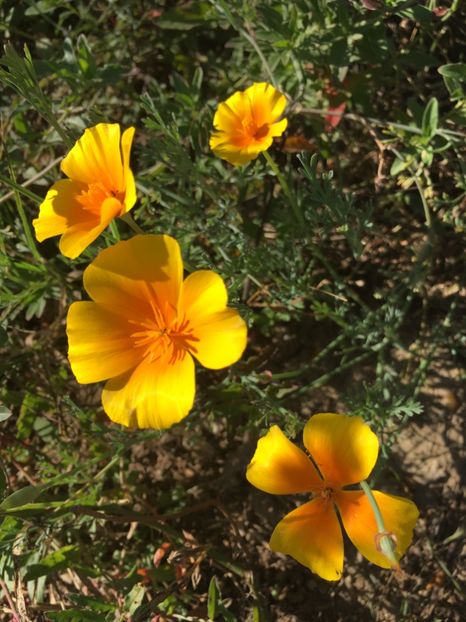 252475DB-81EB-4A06-A44F-E042A4D7CE19 - Flori la balta 2