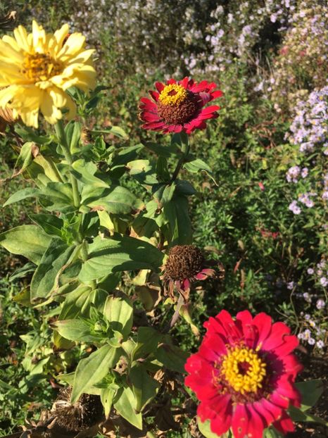 39DF6502-8189-492B-8CA4-D78DCC8526CE - Flori la balta 2