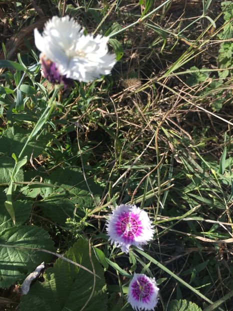 C1C7FF00-1F02-4451-8C9B-C40C5FE2EE63 - Flori la balta 2