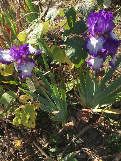 F0D78BBF-5F7A-4271-880B-B285E189472B - Flori la balta 2