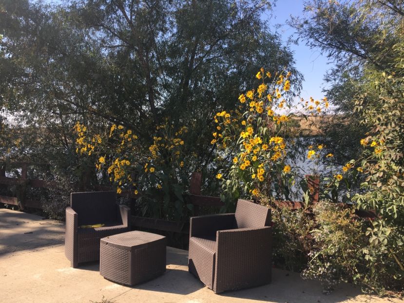 69A5ECF9-3023-4C1B-8C49-DE3DDA1EF830 - Flori la balta 2