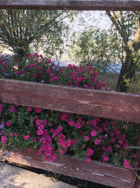 38C46825-8B8C-4B2A-89DE-BEE93A9914CA - Flori la balta 2