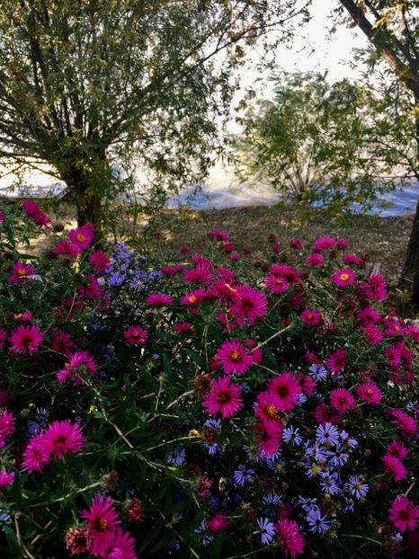 284A094E-8C9D-4B4A-87E0-89B6F6BE119C - Flori la balta 2