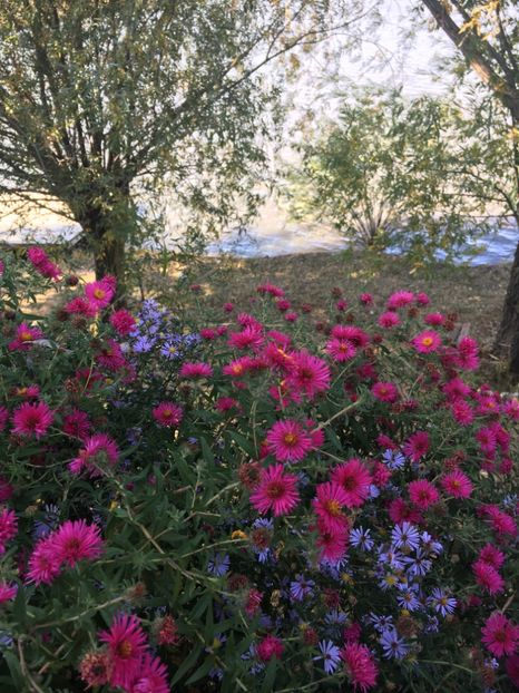 414BD2ED-875B-4E88-AE50-19F44197BF85 - Flori la balta 2