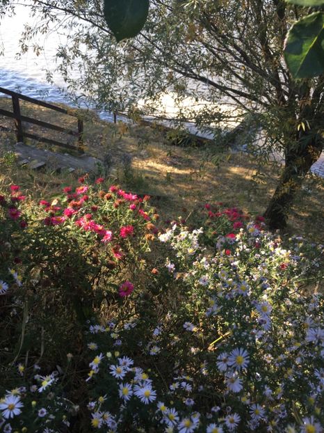 D95EB4C7-FA15-4187-A4AF-D96333F8C8FB - Flori la balta 2