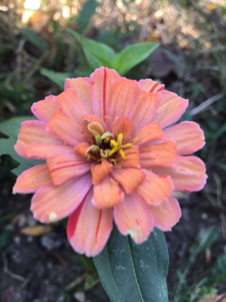 B48AE0C7-CF49-4723-9ADE-73DF1D1EAA8F - Flori la balta 2