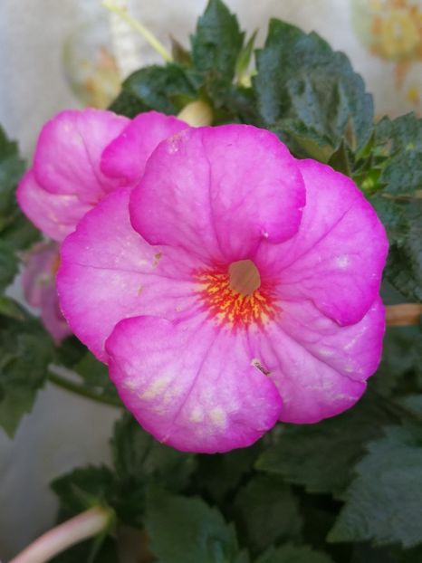  - Achimenes 2018