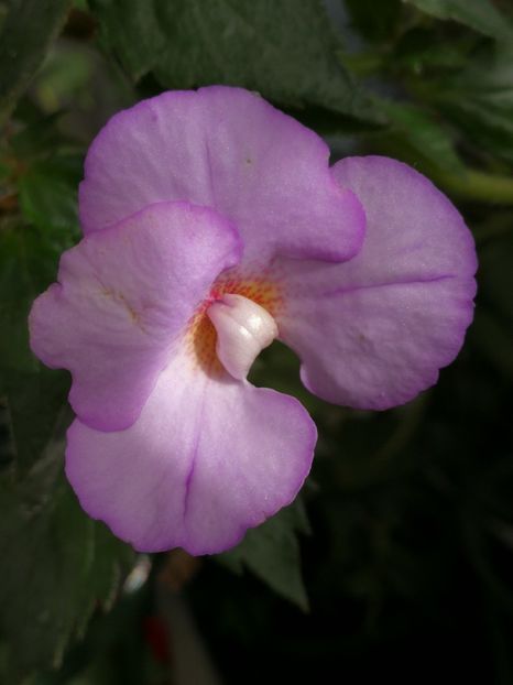  - Achimenes 2018