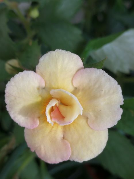  - Achimenes 2018