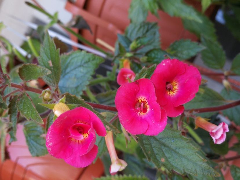  - Achimenes 2018