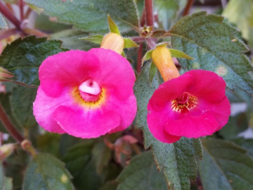  - Achimenes 2018