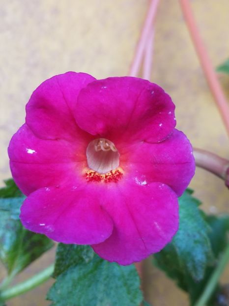  - Achimenes 2018