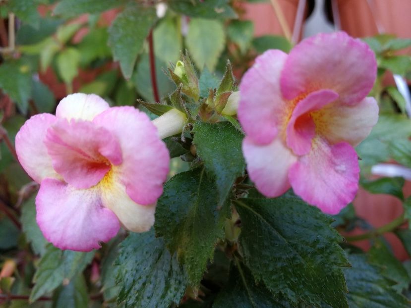  - Achimenes 2018