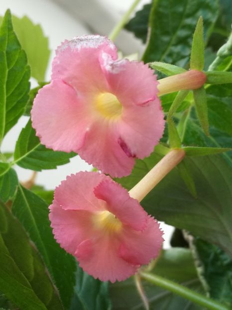  - Achimenes 2018