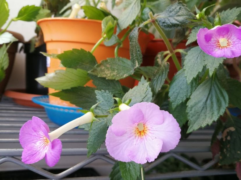  - Achimenes 2018
