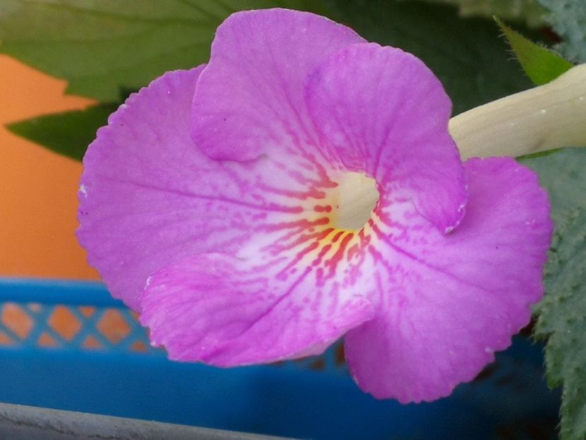 - Achimenes 2018