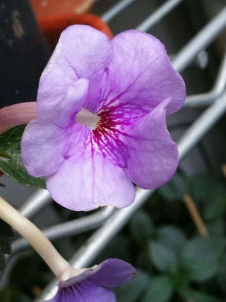  - Achimenes 2018
