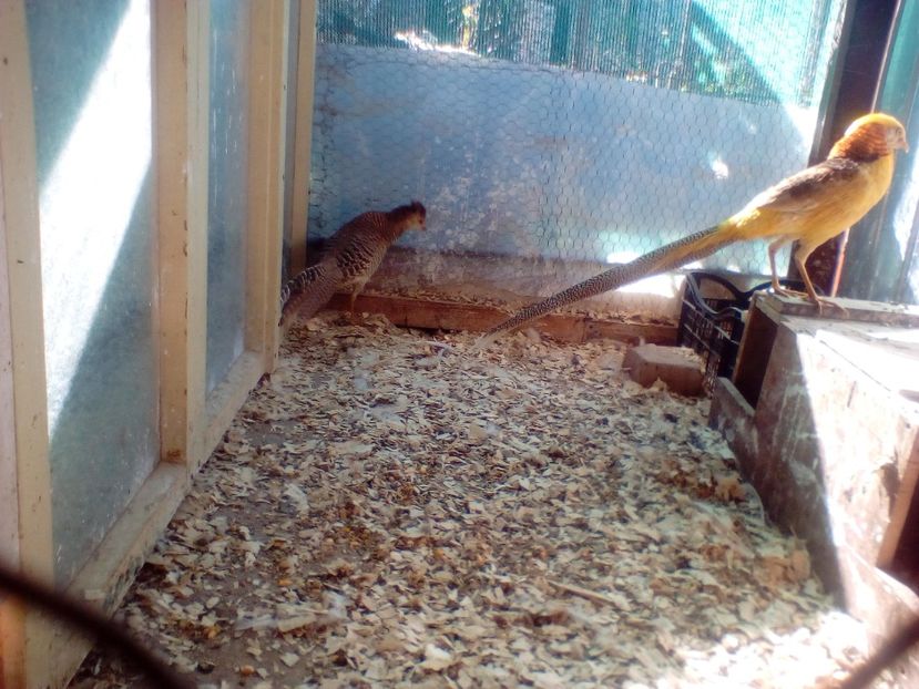  - Fazani auriu pe galben