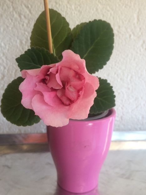 Gloxinia - Zzzz-În așteptare-balconul