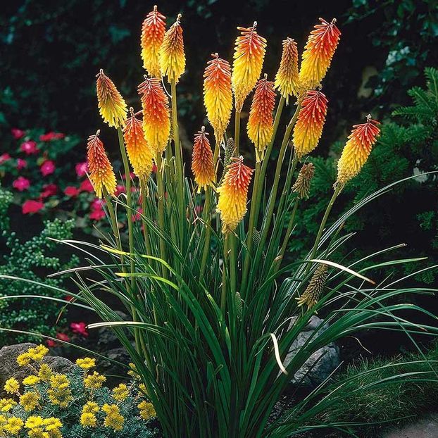 Crin Faclie - Kniphofia Red Hot Poker - PLANTE DE VANZARE 2018