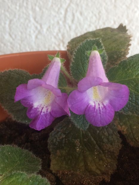 14.10.2018 - Eucodonia Adelle