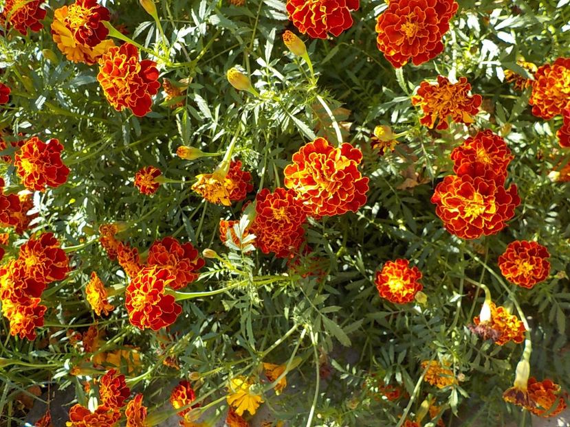  - Flori in octombrie 2018