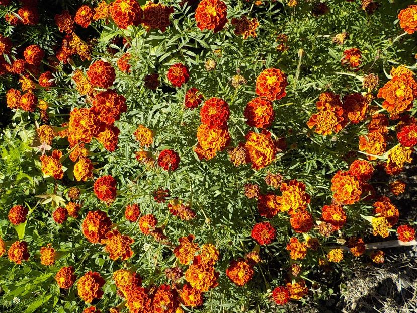  - Flori in octombrie 2018