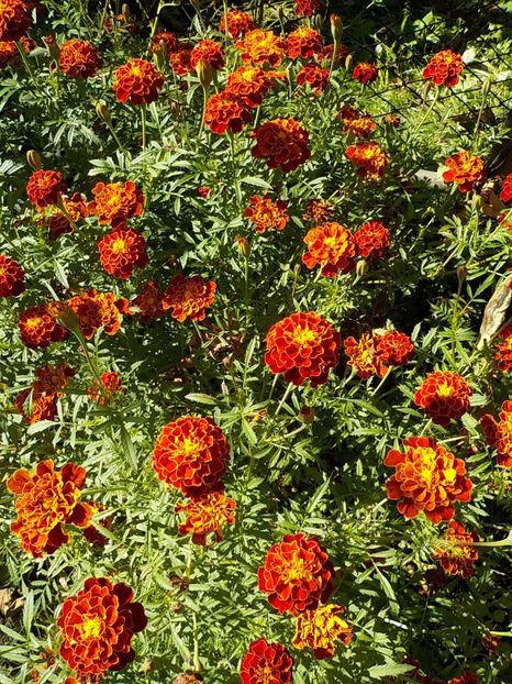  - Flori in octombrie 2018