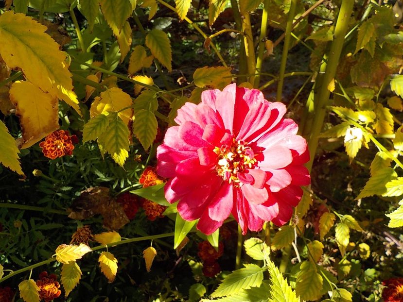  - Flori in octombrie 2018