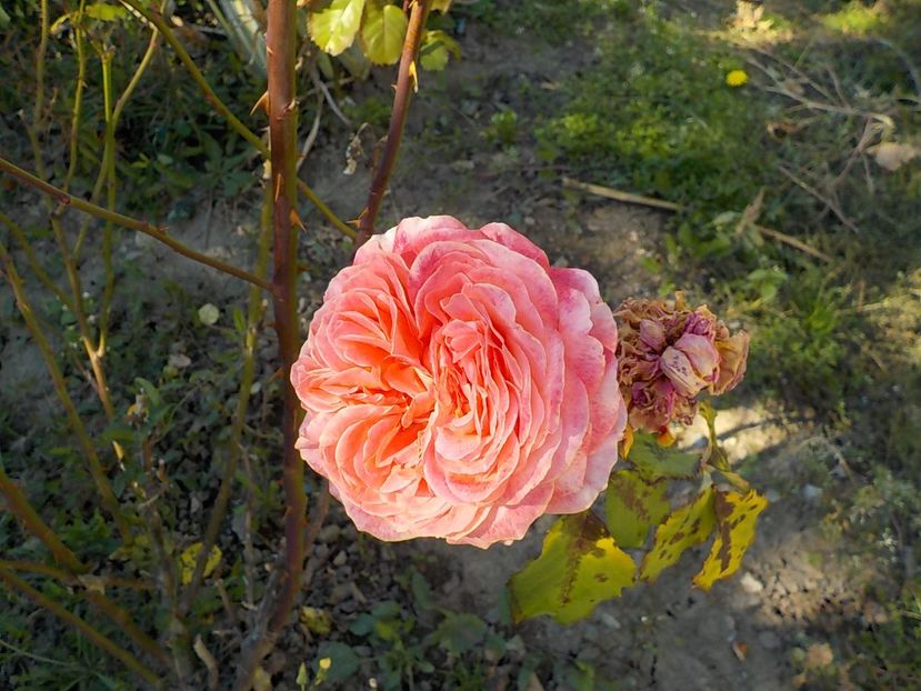  - Flori in octombrie 2018