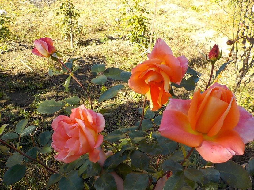  - Flori in octombrie 2018